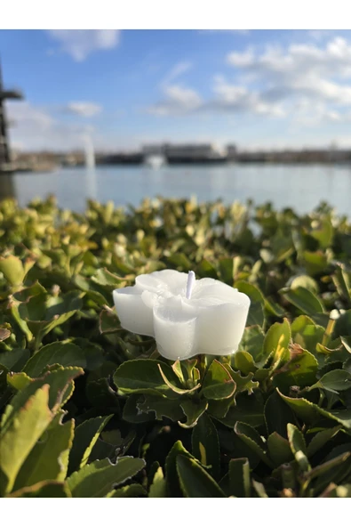 İB GLOBAL Dekoratif Hediyelik Orkide Mum - Düğün - Nikah Şekeri - Doğum - Sünnet - Nişan Söz - Kına - Doğum - 3