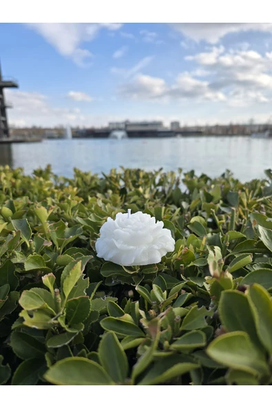 İB GLOBAL Dekoratif Hediyelik Gül Mum - Düğün - Nikah Şekeri - Doğum - Sünnet - Nişan Söz - Kına - Doğum Günü - 3