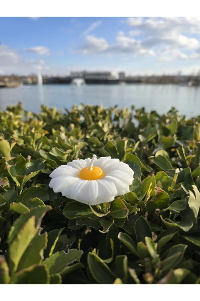 İB GLOBAL Dekoratif Hediyelik Papatya Mum - Düğün - Nikah Şekeri - Doğum - Sünnet - Nişan Söz - Kına - Doğum