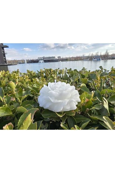 İB GLOBAL Dekoratif Hediyelik Gül Mum - Düğün - Nikah Şekeri - Doğum - Sünnet - Nişan Söz - Kına - Doğum Günü - 2