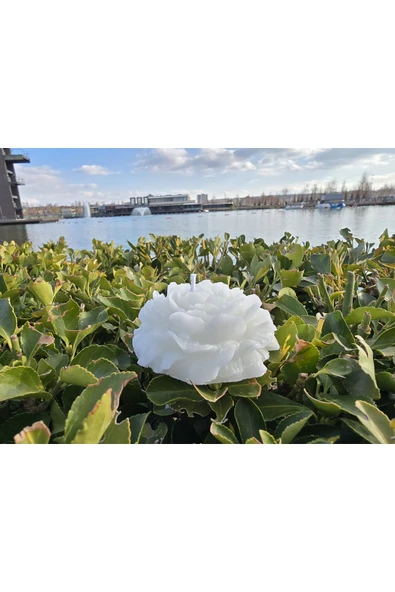 İB GLOBAL Dekoratif Hediyelik Gül Mum - Düğün - Nikah Şekeri - Doğum - Sünnet - Nişan Söz - Kına - Doğum Günü