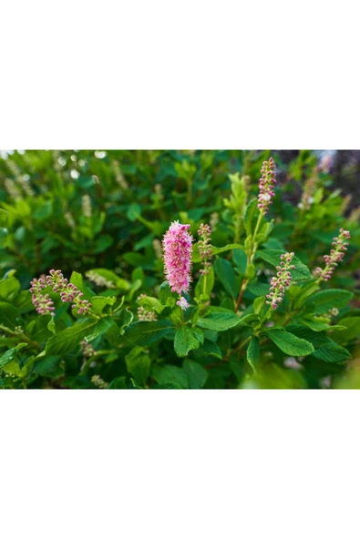 Tamron 17-28mm F/2.8 Di Iıı Rxd Sony E Mount Lens - Resim 7