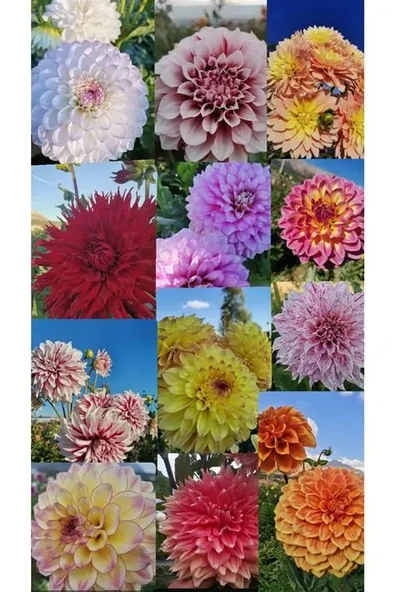 25 adet yıldız dahlia çiçeği yumrusu çimlenme garantildir... ürün görseli 1