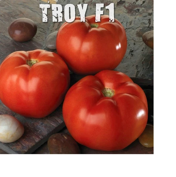 YAYLA TARIM 1000 adet Hibrit F1 Troy Sofralık Oturak Domates Tohumu.... ürün görseli 1