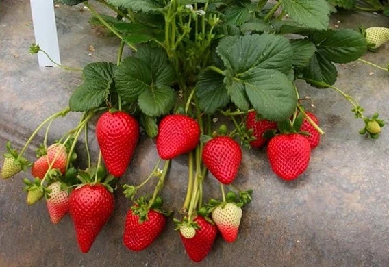 Çilek 100 ADET ÇİLEK FİDESİ YEDİVEREN SOĞUK İKLİM 12 AY DİKİM YAPILABİLİR - Resim 4