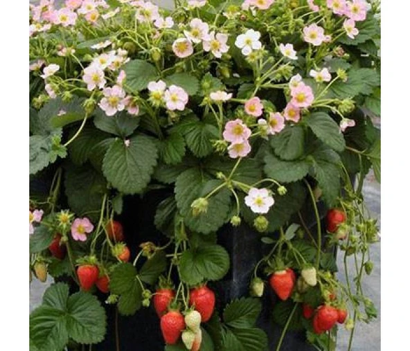 Çilek 100 ADET ÇİLEK FİDESİ YEDİVEREN SOĞUK İKLİM 12 AY DİKİM YAPILABİLİR - Resim 5