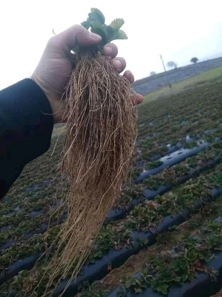 Çilek 100 ADET ÇİLEK FİDESİ YEDİVEREN SOĞUK İKLİM 12 AY DİKİM YAPILABİLİR ürün görseli 1