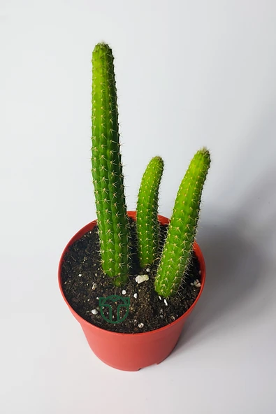 Hildewintera Aureispina 3'lü özel tür boyuna uzayan kaktüs - 2