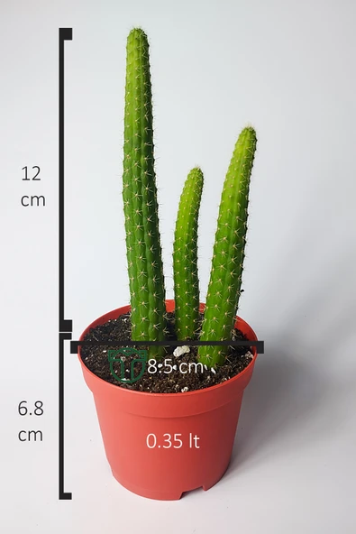 Hildewintera Aureispina 3'lü özel tür boyuna uzayan kaktüs - 4