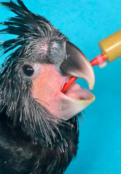 PSİTTACUS HIGH ENERGY PLUS HAND FEEDING 5kg - 2