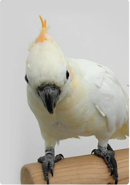 PİSTTACUS HIGH PROTEIN 3kg - 4