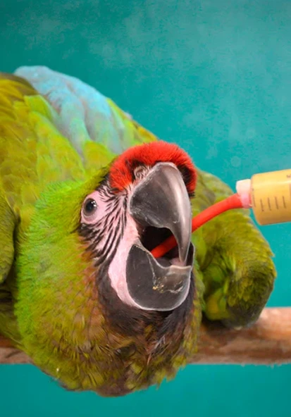 PSİTTACUS HIGH ENERGY PLUS HAND FEEDING 5kg - 3