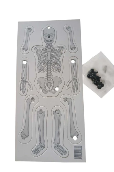 MyClean Karagöz Hacivat Kukla Oyunu+ Kartondan Eğlenceli İskelet Adam - 3