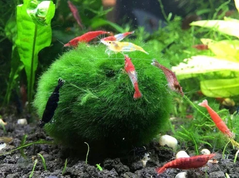Marimo Moss Ball 2 - 3 cm 2 adet - 3