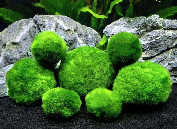 Marimo Moss Ball 2 - 3 cm 4 adet - 1