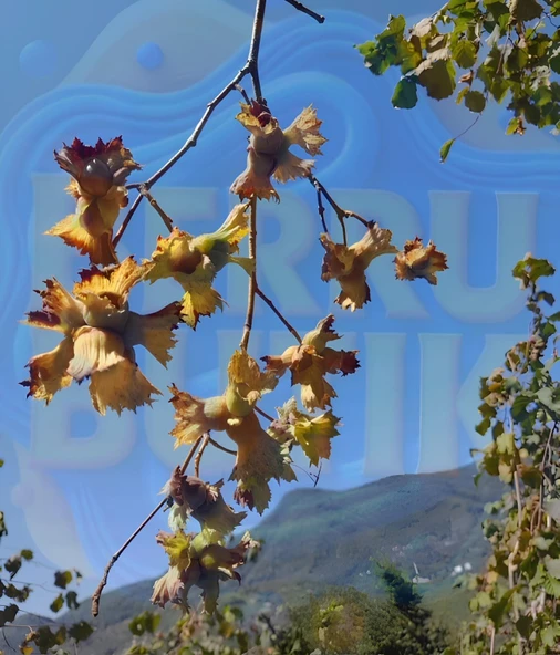 Organik Fındık - Doğal Fındık - Kabuklu Giresun Fındığı - 2