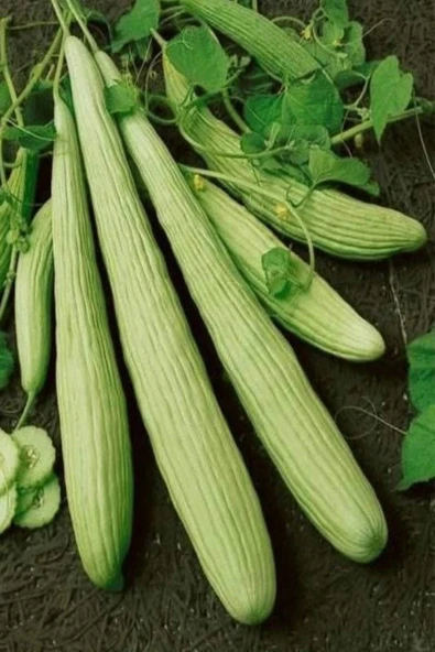 LitaeTrend Acur Tohumu 10 Gr ürün görseli 1