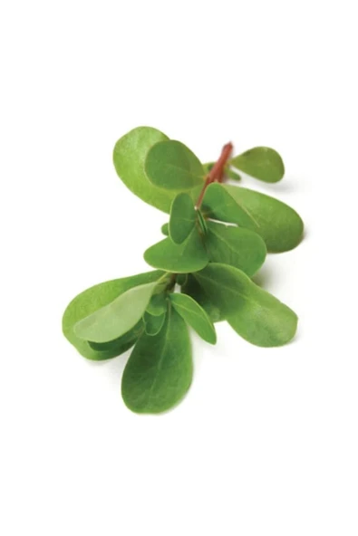 LitaeTrend Semizotu Tohumu 10 Gr - 2