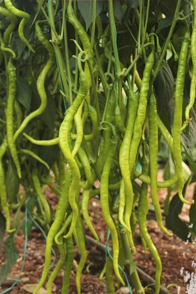 LitaeTrend Tatlı Kıl Biber Tohumu 10 Gr - 2