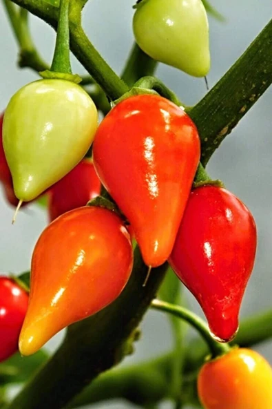 LitaeTrend Misket Biberiye Biber Tohumu 5 gr ürün görseli 1