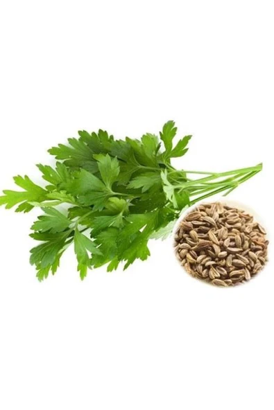 LitaeTrend Maydanoz Tohumu 25 Gr - 3