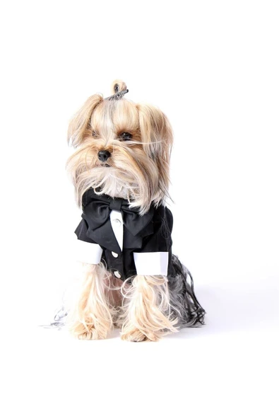 MAXSTYLESPET Pet Smokin - Siyah - Köpek Ve Kedi Için Düğün Nikah Nişan Evlilik Kıyafeti Damatlık - Resim 2