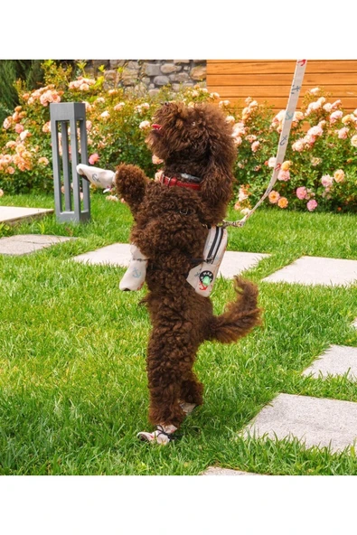 MAXSTYLESPET Pet Sırt Çantası, Krem Kedi Köpek Için Tasma Gerektirmeyen Çanta, Gezdirme Kayışı Ile Birlikte - 4