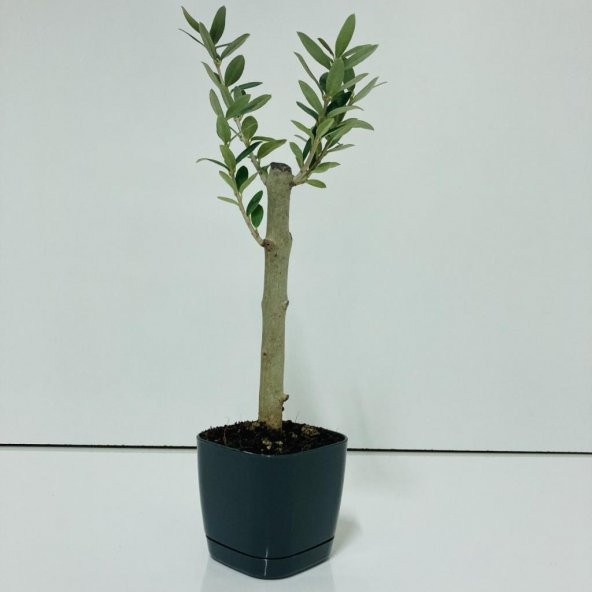 Siyah Lüx Saksıda Hediyelik Minyatür Bonsai Zeytin Fidanı (Ücretsiz Kargo)