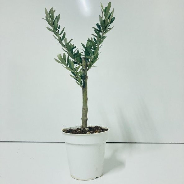 Beyaz 13lük Saksıda Hediyelik Minyatür Bonsai Zeytin Fidanı (Ücretsiz Kargo)