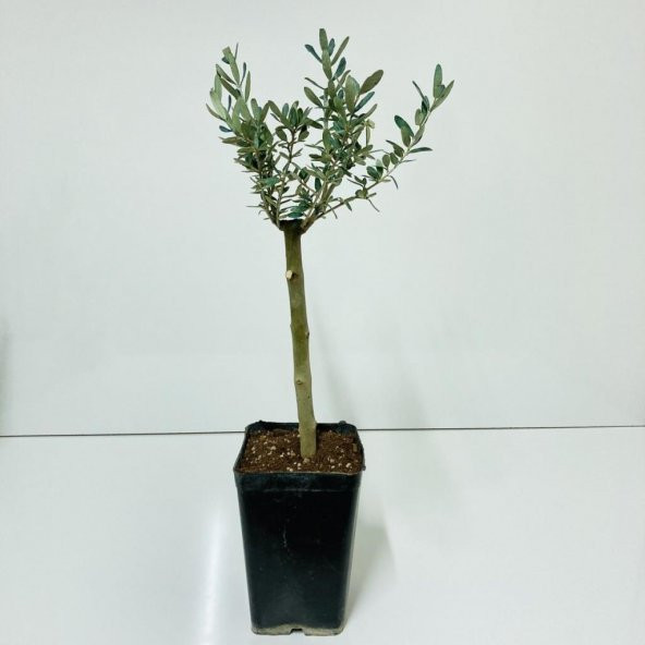 Siyah 14x20 cmlik Saksıda Hediyelik Minyatür Bonsai Zeytin Fidanı (Ücretsiz Kargo) - 1