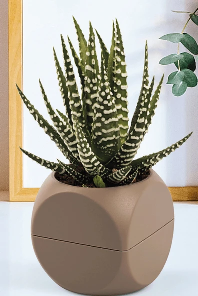 LitaeTrend 2 No Küp Saksı Royaleks-KRS-402 ürün görseli 1