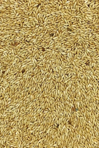 LitaeTrend Doğal Taze Kanarya Sade Kuş Yemi - 3 kg - 3