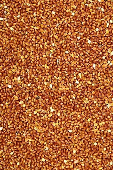 LitaeTrend Kırmızı Darı Sade Tozsuz Doğal Taze Kuş Yemi - 5 kg - 3