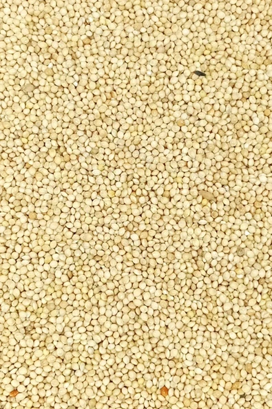 LitaeTrend Ak Darı Sade Tozsuz Doğal Taze Kuş Yemi - 1 kg - 3