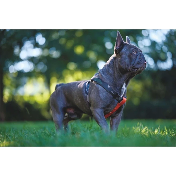 M-Pets Wıld Jungle Köpek Göğüs Tasması M - Resim 3