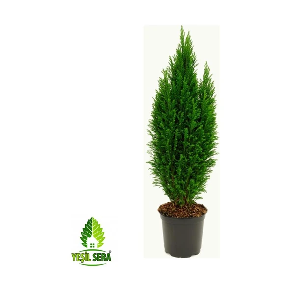 Yılbaşı Çamı Elvodi Elwoodii Çamı 30-60 cm ürün görseli