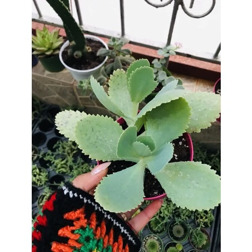 Kalanchoe Daigremontiana Aşkın Gözyaşı Fidanı 10-20 cm - 1