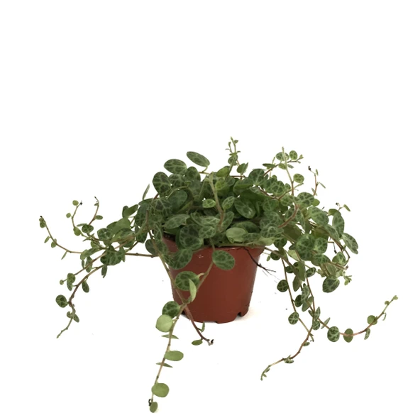 Peperomia Prostrata (Kaplumbağa Kabuğu Çiçeği) ürün görseli