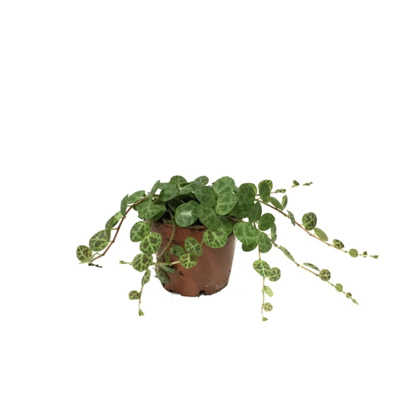 Peperomia Prostrata (Kaplumbağa Kabuğu Çiçeği) ürün görseli