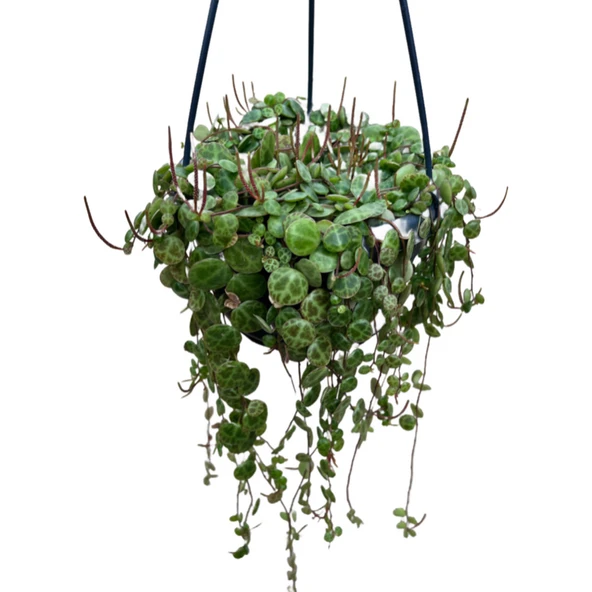 Peperomia Prostrata (Kaplumbağa Kabuğu Çiçeği) ürün görseli