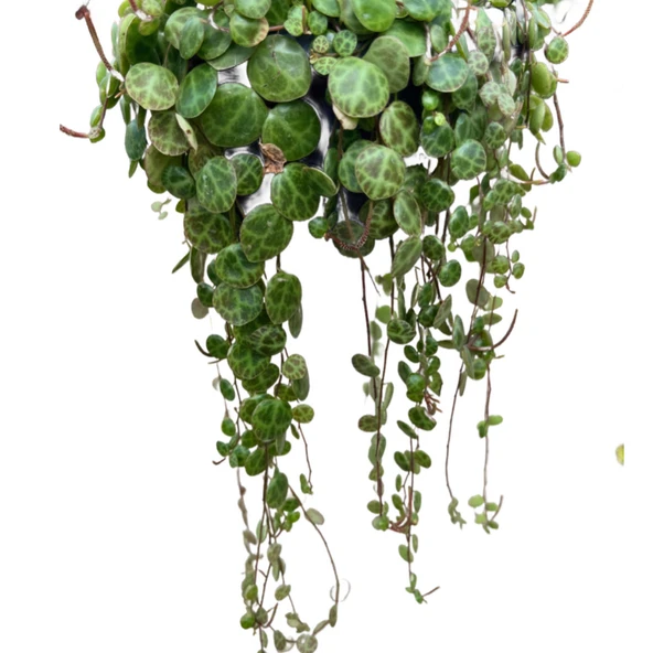 Peperomia Prostrata (Kaplumbağa Kabuğu Çiçeği) - Resim 2