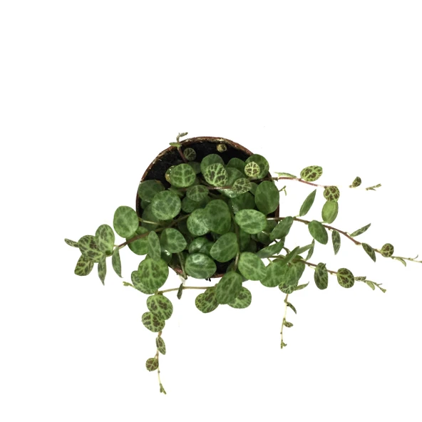 Peperomia Prostrata (Kaplumbağa Kabuğu Çiçeği) - Resim 2