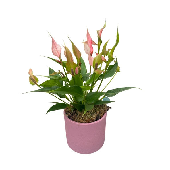 Anthurium Andreanum 'Lilli' (Flamingo Çiçeği) ürün görseli