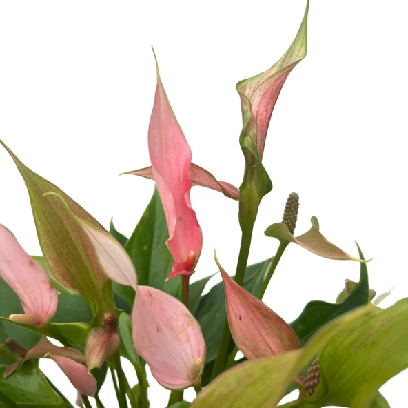 Anthurium Andreanum 'Lilli' (Flamingo Çiçeği) - Resim 2