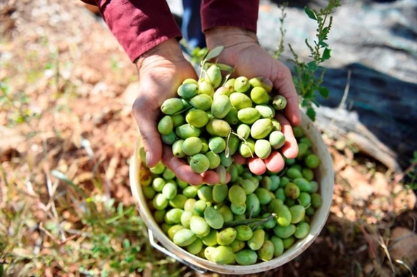 2 YAŞ TÜPLÜ DERİK HALHALİ ZEYTİN FİDANI BOY 130-150 CM(MEYVE VERME DURUMUNDA) ürün görseli