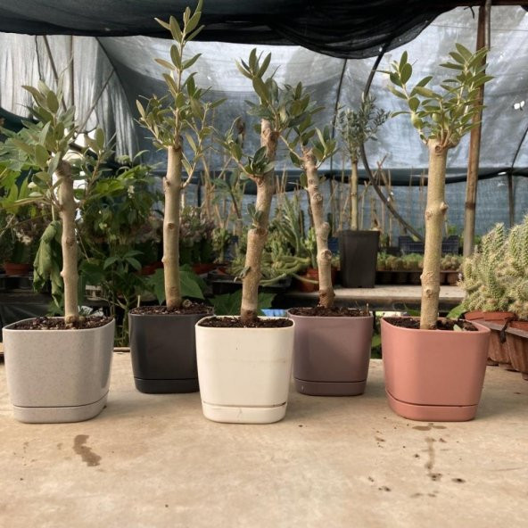 Pembe Lüx Saksıda Bonsaiye Uygun Hediyelik Zeytin Fidanı (Bedava Kargo) - Resim 8