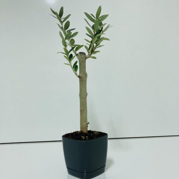 Siyah Lüx Saksıda Bonsaiye Uygun Hediyelik Zeytin Fidanı (Bedava Kargo) - Resim 5