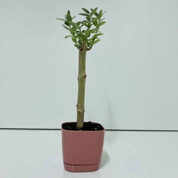 Pembe Lüx Saksıda Bonsaiye Uygun Hediyelik Zeytin Fidanı (Bedava Kargo) - Resim 9
