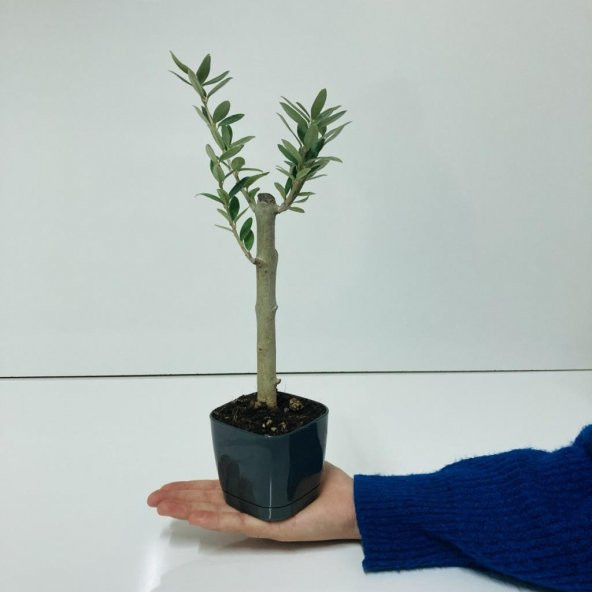 Siyah Lüx Saksıda Bonsaiye Uygun Hediyelik Zeytin Fidanı - Resim 2