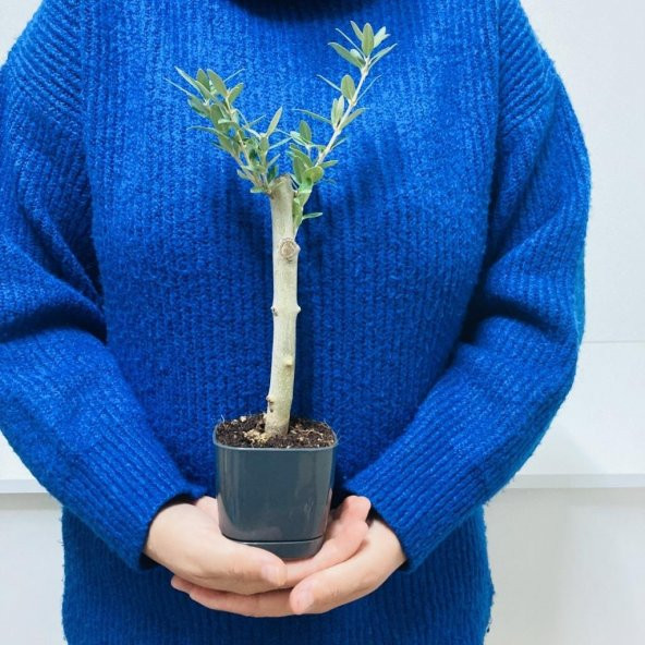 Siyah Lüx Saksıda Bonsaiye Uygun Hediyelik Zeytin Fidanı - Resim 3